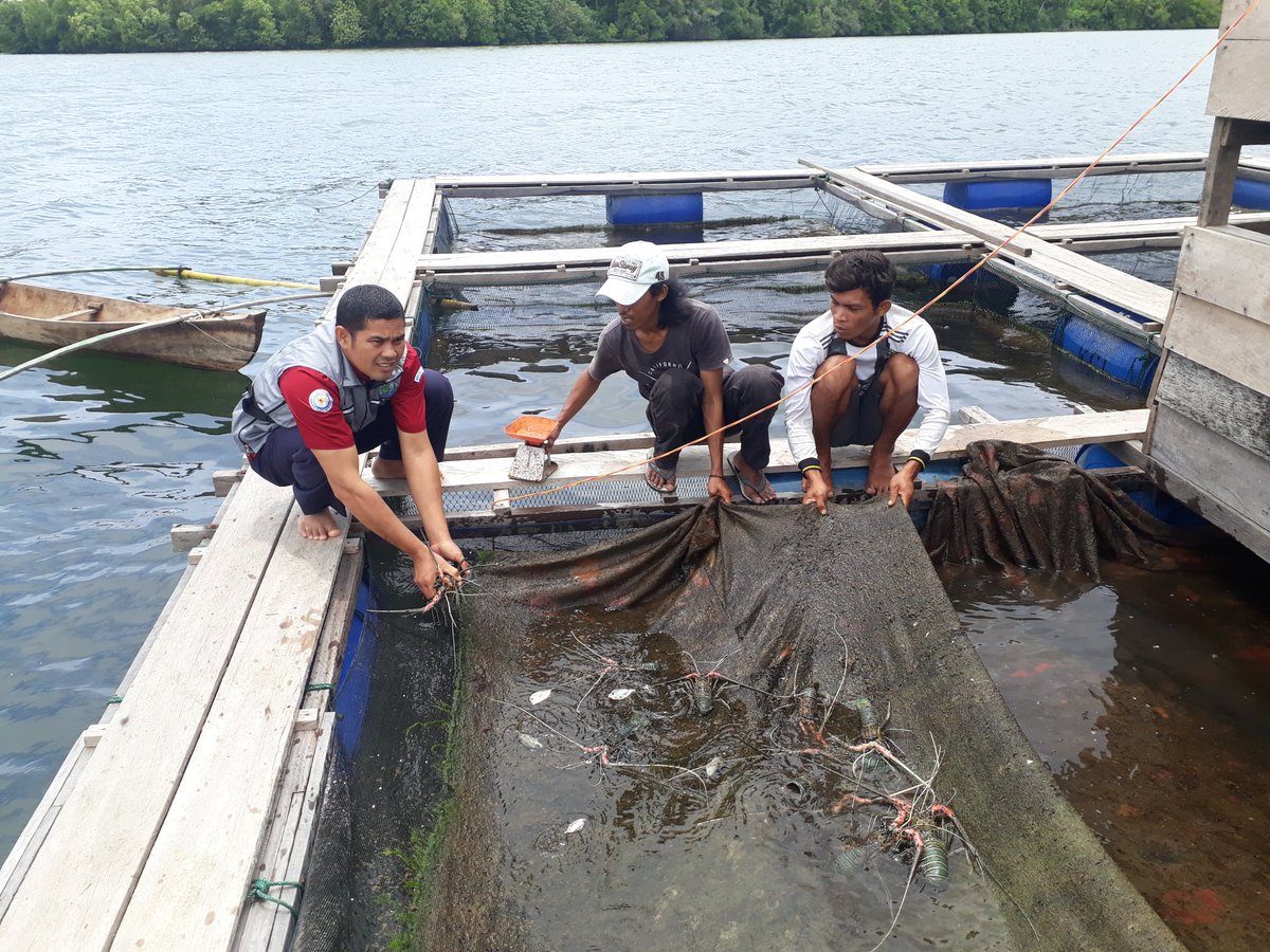 Senin (25/04), Nadrimansya, S.Pi, PPB Kab. Simeulue, Pokdakan King Community Layabaung, Ds Layabaung, mendampingi panen Lobster, kolam KJA, sebanyak 30 kg, luas kolam 250 m2, size panen 700gr, harga 300000/kg

#GiatLuhkanSatminkalMedan#Simeulue#panen