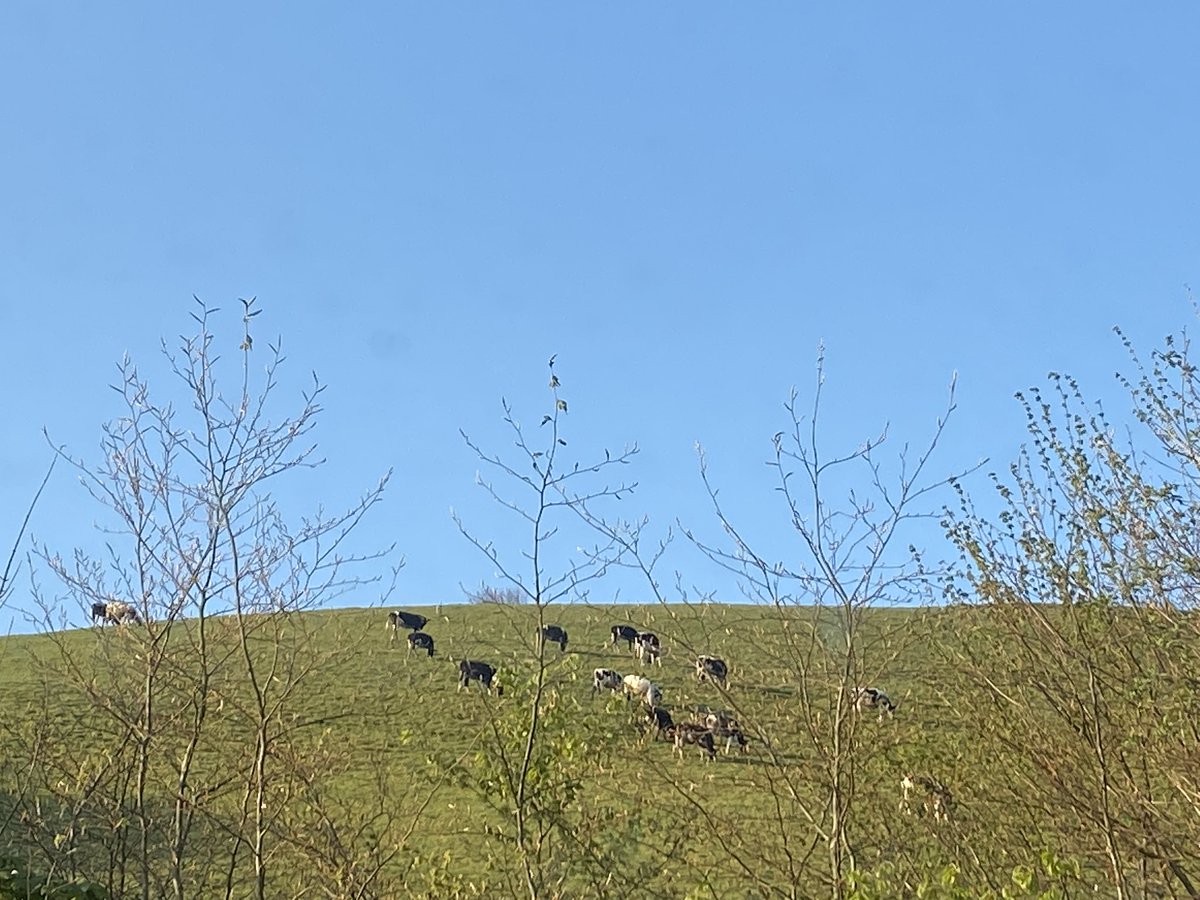 annasellen_'s tweet image. Feeling lucky to see this peaceful scene out of my bedroom window first thing in the morning. No regrets so far about relocating away from the urban/suburban life! #movetorural #morningfeeling #rural #peaceofmind #lifechoice
