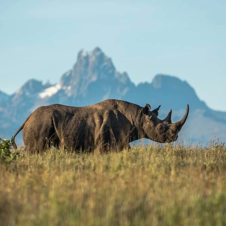 starlucktrv's tweet photo. Borana Lodge, stunning views and incredible wildlife 👌 https://t.co/17Ax1MJSf6