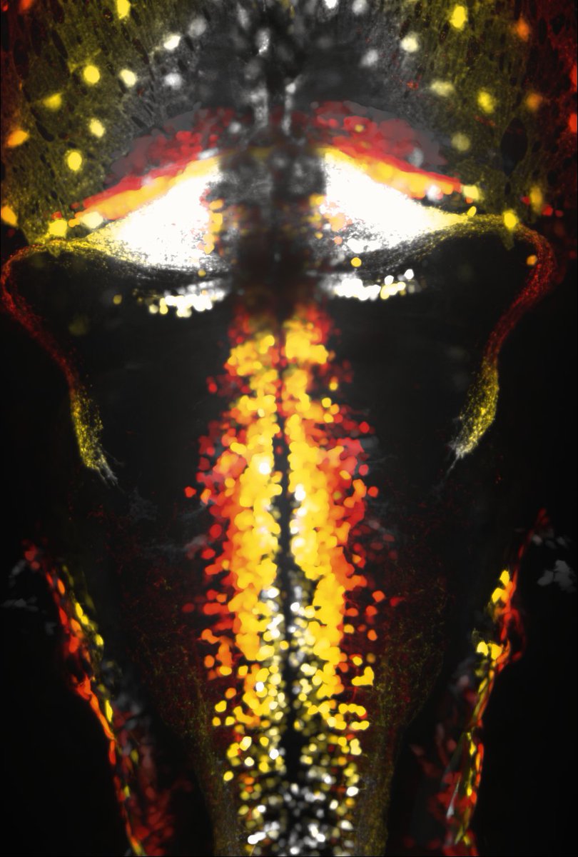 Claire Wyart (@clairewyart) on Twitter photo 🕯️Why is light special in Paris?🕯️<a href="/wyartlab/">Wyart Lab</a> <a href="/ParisBrainInst/">Paris Brain Institute</a> is hiring a PhD in #optics to develop 3D single cell #optogenetics on 2 photon laser scanning & SCAPE light-sheet microscopes. Work with <a href="/EmilianiLab/">EmilianiLab</a>, <a href="/HillmanLab/">Elizabeth M. C. Hillman</a>, <a href="/ESPCI_Paris/">ESPCI Paris - PSL</a>, @ElimHong1⚡️Spread the word: apply/RT!⚡️ 🕯️Why is light special in Paris?🕯️<a href="/wyartlab/">Wyart Lab</a> <a href="/ParisBrainInst/">Paris Brain Institute</a> is hiring a PhD in #optics to develop 3D single cell #optogenetics on 2 photon laser scanning & SCAPE light-sheet microscopes. Work with <a href="/EmilianiLab/">EmilianiLab</a>, <a href="/HillmanLab/">Elizabeth M. C. Hillman</a>, <a href="/ESPCI_Paris/">ESPCI Paris - PSL</a>, @ElimHong1⚡️Spread the word: apply/RT!⚡️