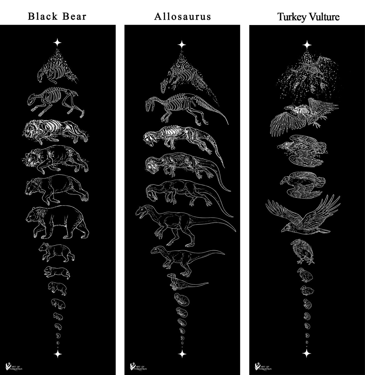Took me a while but the Black bear, Allosaurus and Turkey Vulture stardust pieces are now also
a v a i l a b l e as posters and added in my s h 0 p :3