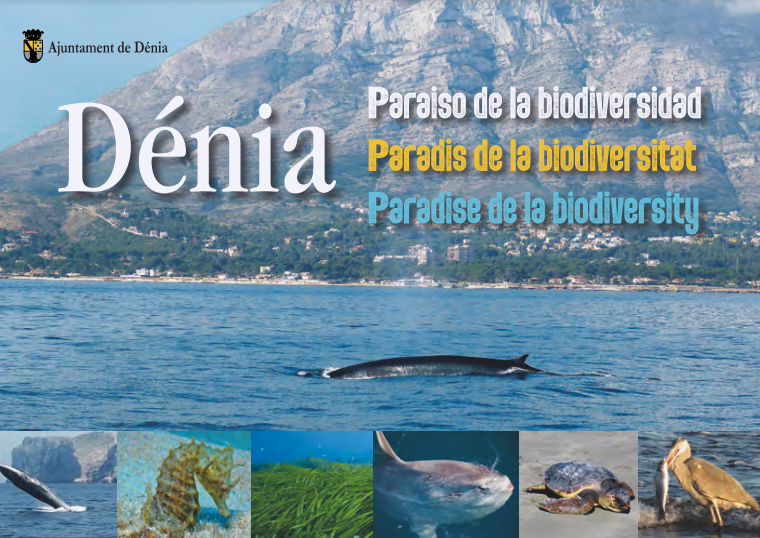 🌿 ¡La #Biodiversidad de #Dénia está también bajo el mar!

¿Eres aficionado al #buceo? 🌊 Los fondos marinos de la reserva del #CaboSanAntonio están llenos de vida:  posidonia, rorcuales, infinidad de especies de peces... ¡incluso nos visitan cachalotes y tortugas marinas!