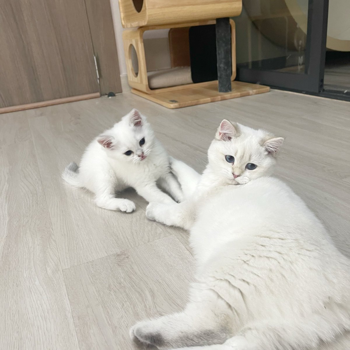 Bonusiie's tweet photo. ตัวก็แค่นั้นอะ ห้าวจัดอยากเล่นกับพี่เค้าไปทั่ว https://t.co/7IxO2Ef6y2