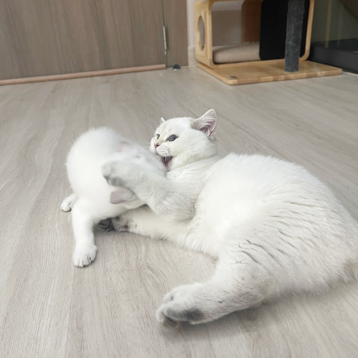 Bonusiie's tweet photo. ตัวก็แค่นั้นอะ ห้าวจัดอยากเล่นกับพี่เค้าไปทั่ว https://t.co/7IxO2Ef6y2