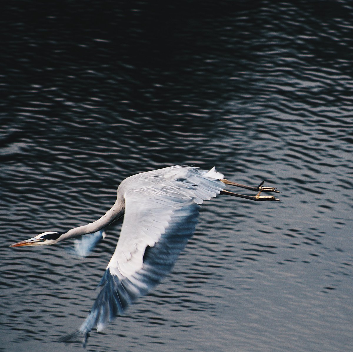 We have take off! @CanalRiverTrust @WildLondon @LondonBirdClub @SaveLeaMarshes @WeLoveE17Marsh @LeeValleyPark #heron #NaturePhotography #BirdsPhotography #canalphotography