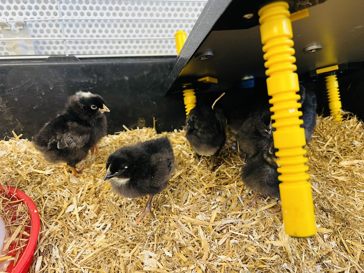 Chick update! Bert and his family are all growing well! #chickhatching #STEM