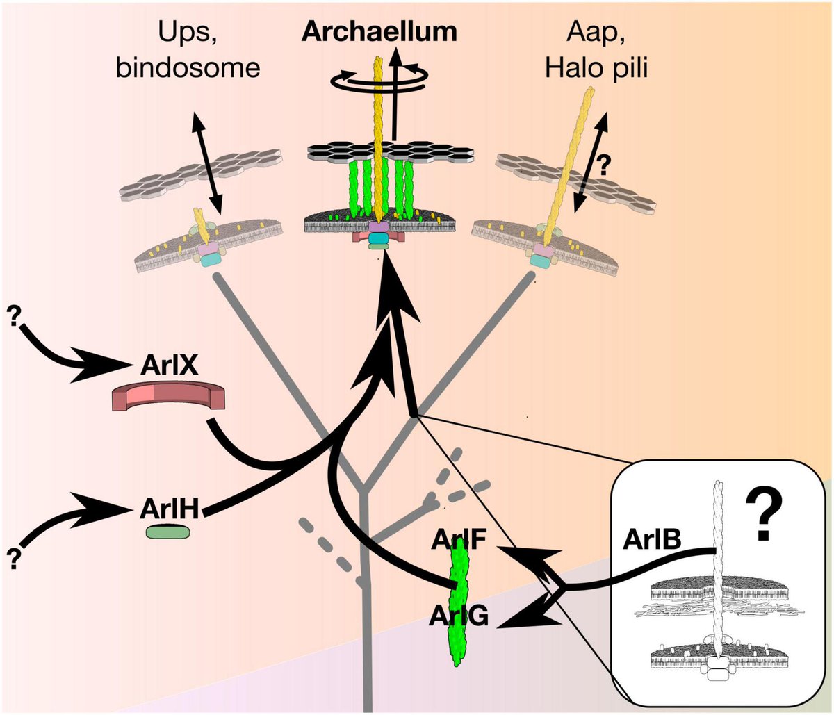 Beeby lab tweet media