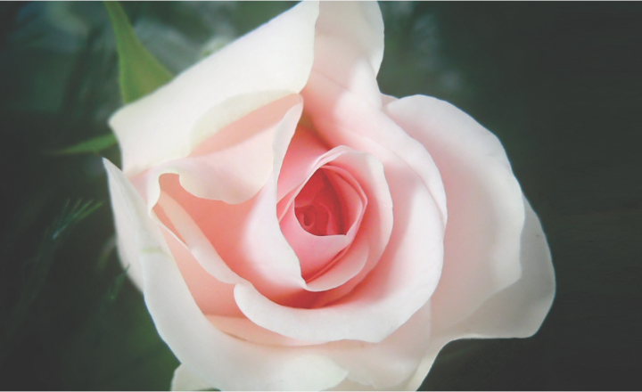 Vivi la primavera, vieni a #NovaGorica e concediti tantissime esperienze interessanti all’insegna delle rose. Per tutto il mese di maggio qui ti attende il già 17°  #FestivalDelleRose 🌹🌹🌹 😀 con innumerevoli eventi  ➡️  bit.ly/3xXayYj
#rose #hituniverseoffun #Bourbon