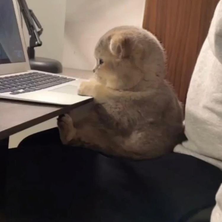 เตงชิปมินโน่ไหมคะ? tweet media