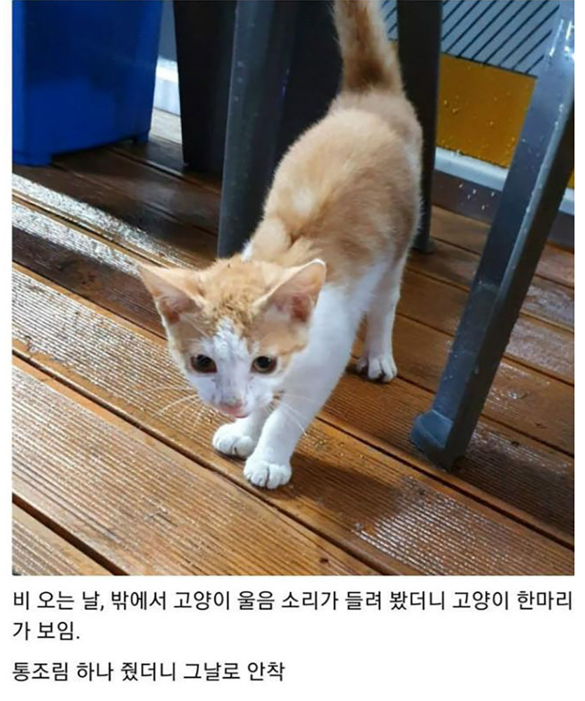 malrang_s_'s tweet photo. 어느 고양이의 편의점 정착기 https://t.co/VvA9NdmhZY