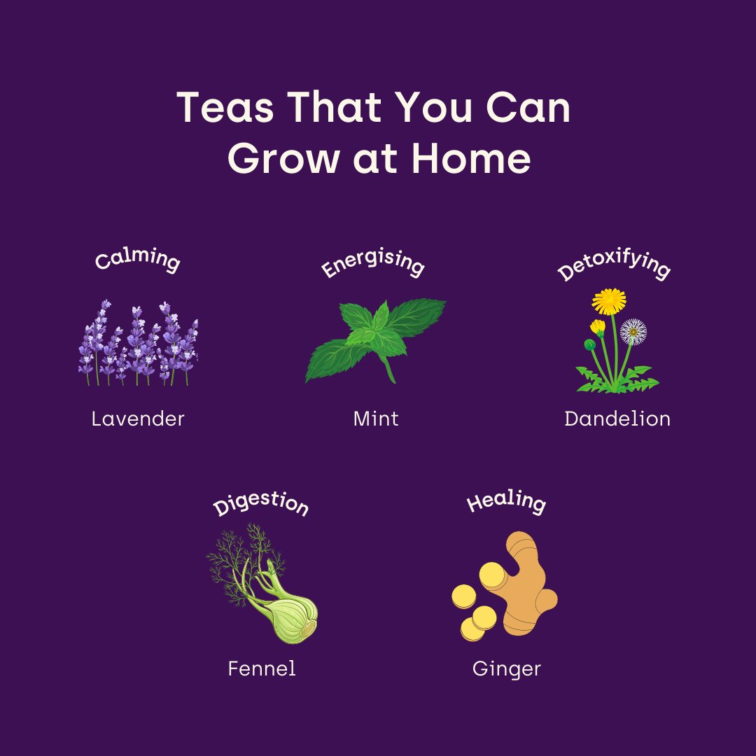 #Growing plants &amp; flowers are great for your #MentalHealth – but they can also be great for your body! 🍵 #HerbalTeas are full of healing properties &amp; growing your own is a sure way to feel even better when brewing a cuppa! Try growing your own teas this month!  🌻

#GrowItFresh