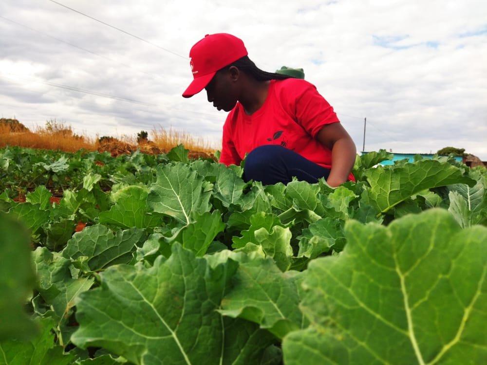 Chief_Tshepo's tweet photo. #IngorimaSomething

One of the frequently posted question is what kind of crops that I can grow this winter which has a quick return over. 

Why not go for leaf vegetables (Covo,Spinach,Tsunga/Rape) @MoLAFWRD_Zim @MarichoMedia @agribusinesszw @AgricNexus @AMAofficial_zim @FsrtfP https://t.co/0hxjnjfMjJ