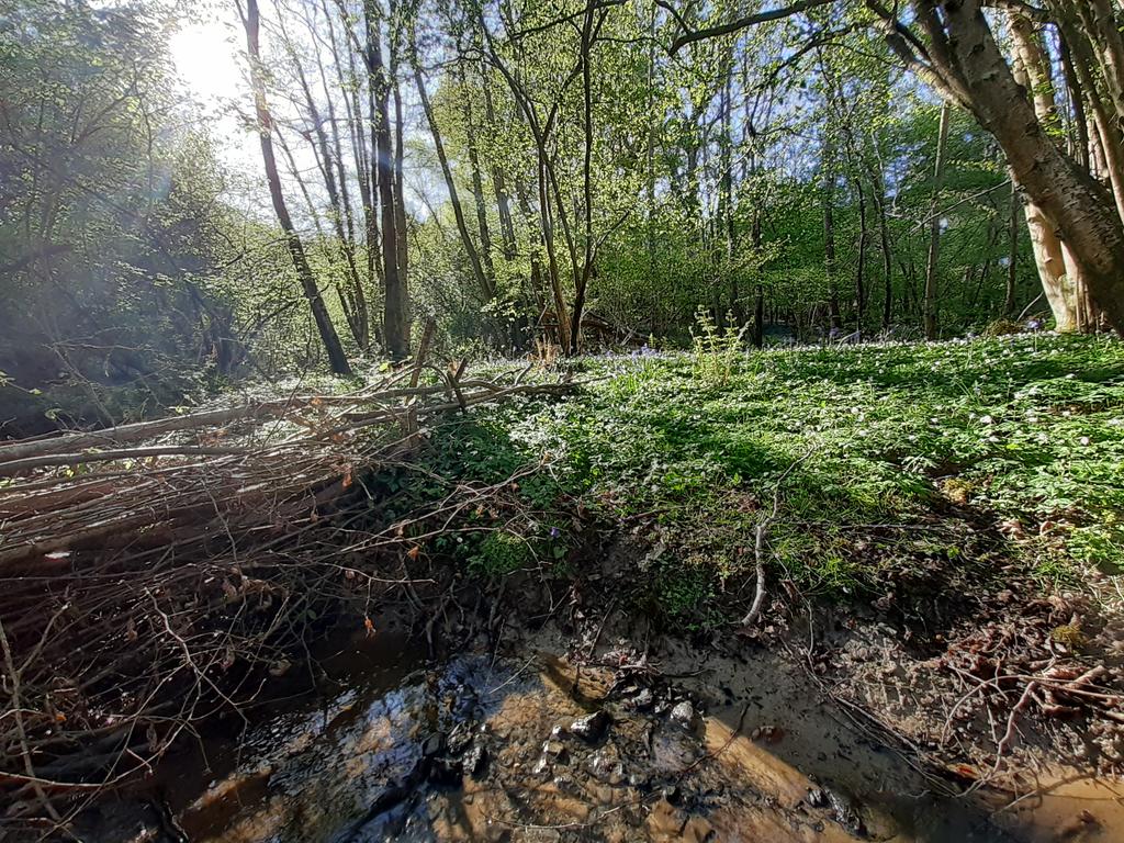Wilder_Ouse's tweet photo. Beautiful morning to be in the woods downloading data from depth loggers on #leakydams #nfm https://t.co/UgbMOE0e11