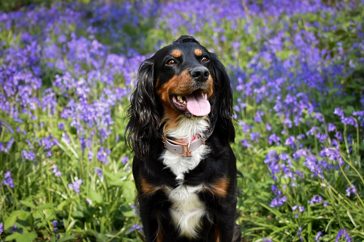 Is there anything more beautiful than a pup in the bluebells!? 

Happy Tuesday! 

#DogsofTwittter #Bluebells #twitterdogcommunity #spaniels #spanielsoftwitter