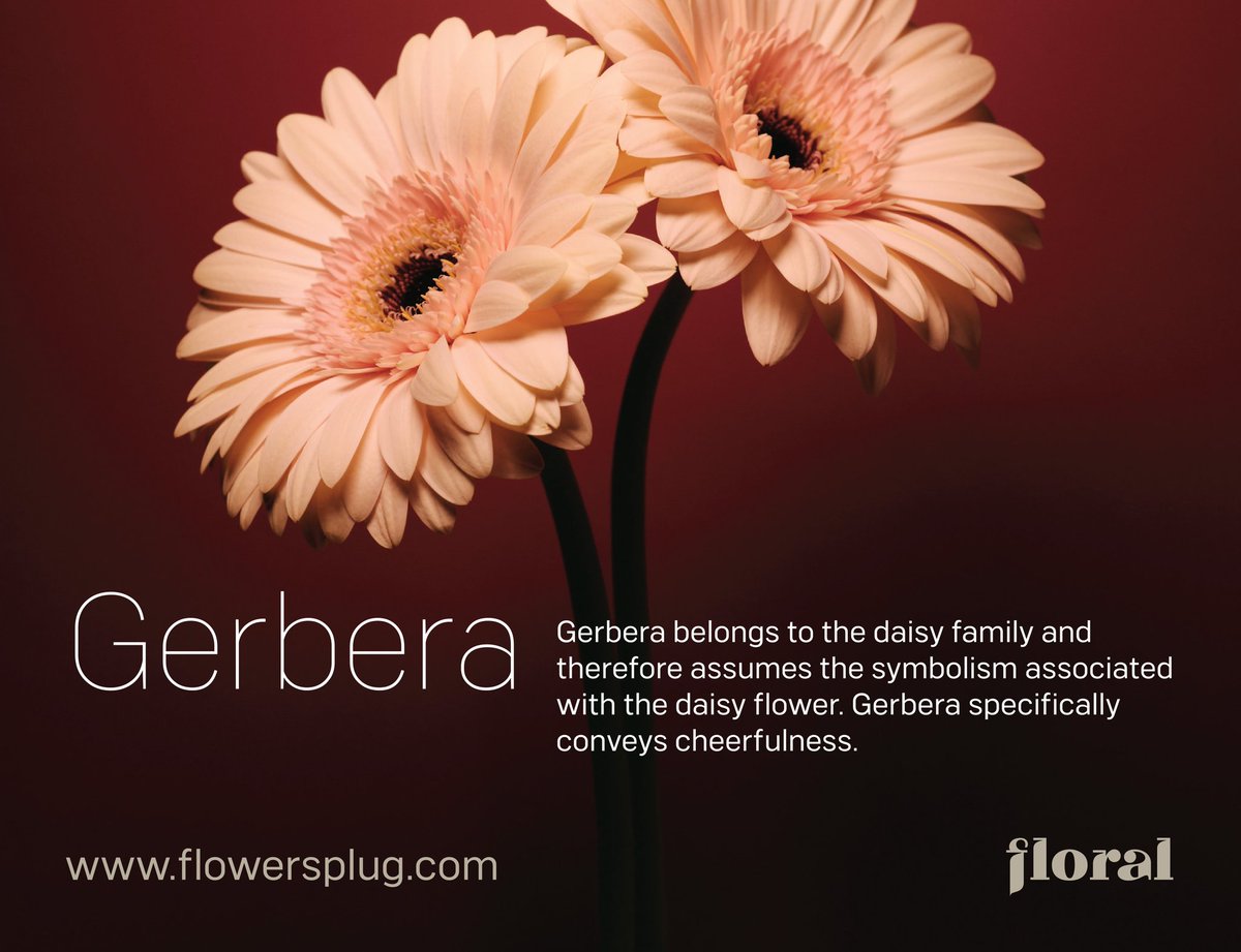 flowersplug's tweet photo. The cheer up Gerbera. #GoFloral  #floralhighlight https://t.co/t40fe8Zdxw