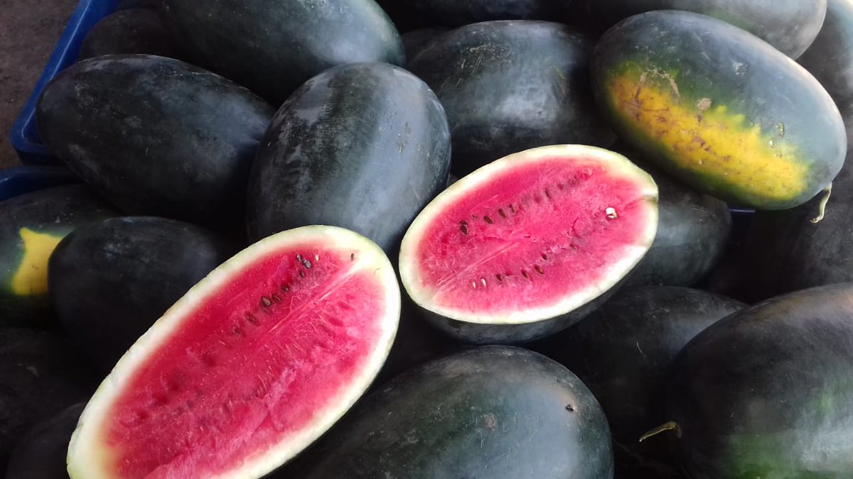 ArputhamExport's tweet photo. We are one of the most chosen Exporters of Fresh Watermelons from Tamilnadu, India. We deal in Kiran red melons, which we procure from credible sources.
#watermelon #watermelonjuice #watermelonsugar #watermeloncake #watermelonchallenge #watermelonfruit #watermelonimports #USA https://t.co/Uqpi6seOOZ