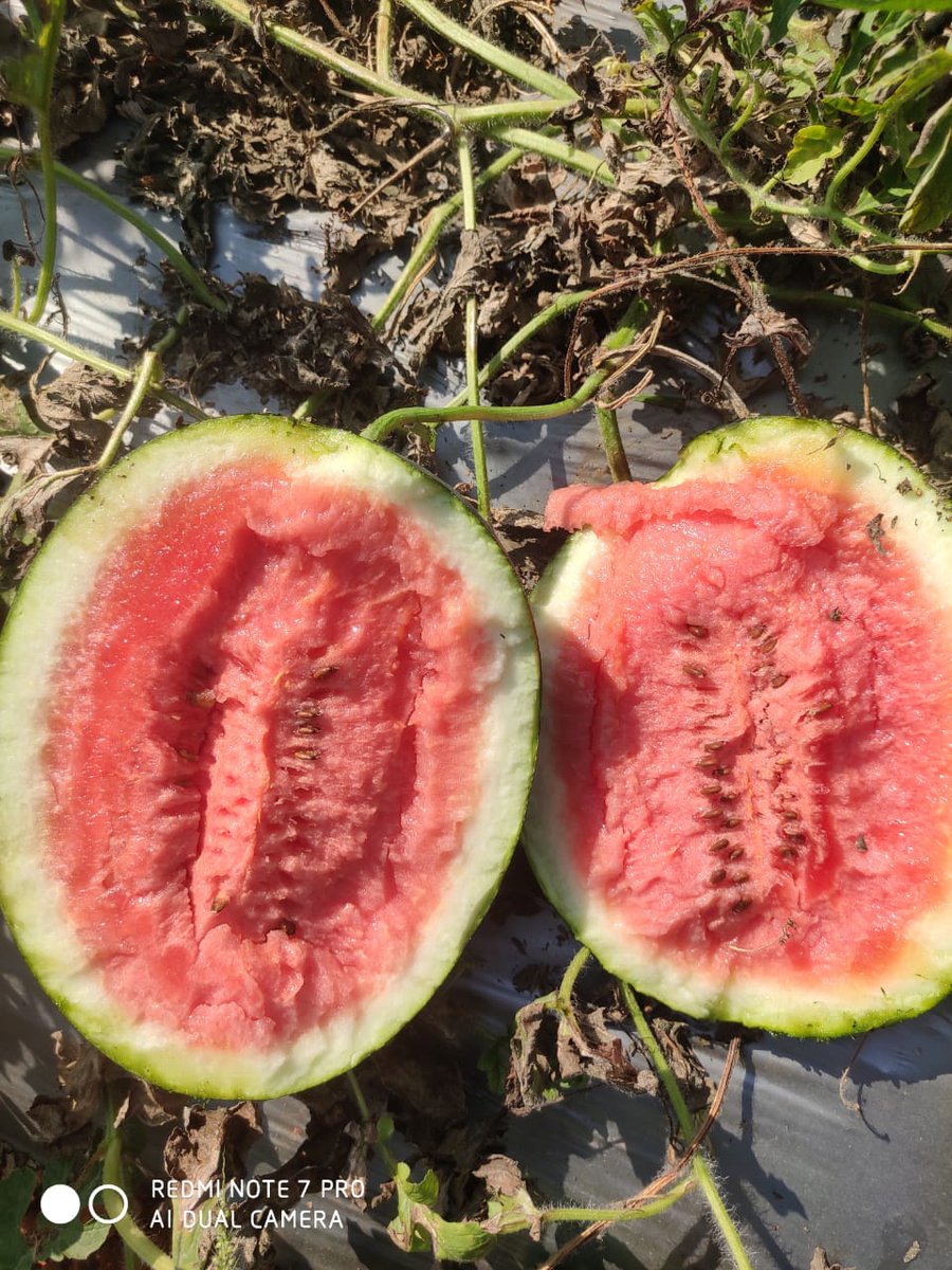 ArputhamExport's tweet photo. We are one of the most chosen Exporters of Fresh Watermelons from Tamilnadu, India. We deal in Kiran red melons, which we procure from credible sources.
#watermelon #watermelonjuice #watermelonsugar #watermeloncake #watermelonchallenge #watermelonfruit #watermelonimports #USA https://t.co/Uqpi6seOOZ