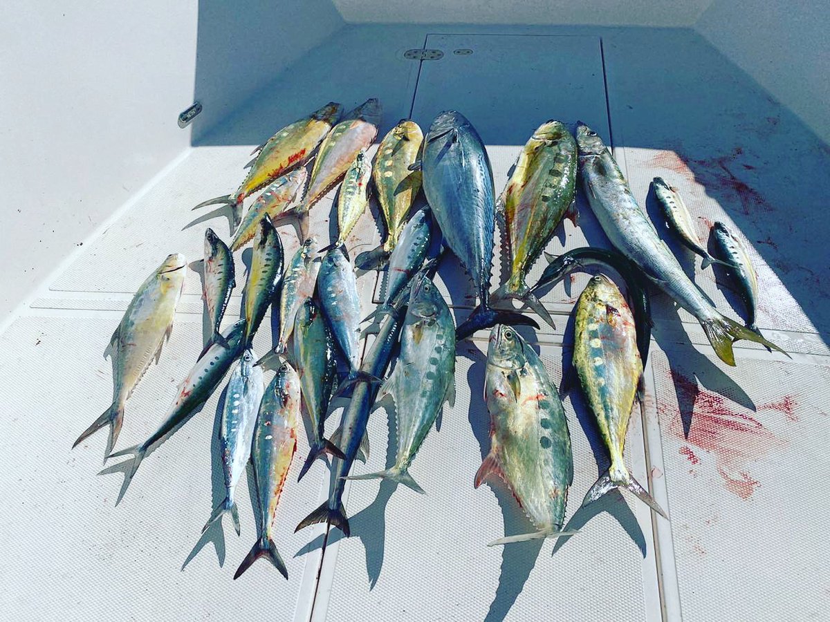 DubaifishingTrp's tweet photo. Dubai📍Fishing🎣Trip
𝗖𝗮𝗹𝗹 𝗻𝗼𝘄 &amp; 𝗴𝗲𝘁 𝘆𝗼𝘂𝗿 𝗼𝗳𝗳𝗲𝗿
☎️+971563729777
https://t.co/VrUpRjt5D1
dubai fishing trip-fishing trip in dubai-dubai fishing trips-trips in dubai for fishing-fish in dubai-fishing in dubai-fishing uae-deep sea fishing-fishing boats-fishing boat https://t.co/1h3sV1nfth