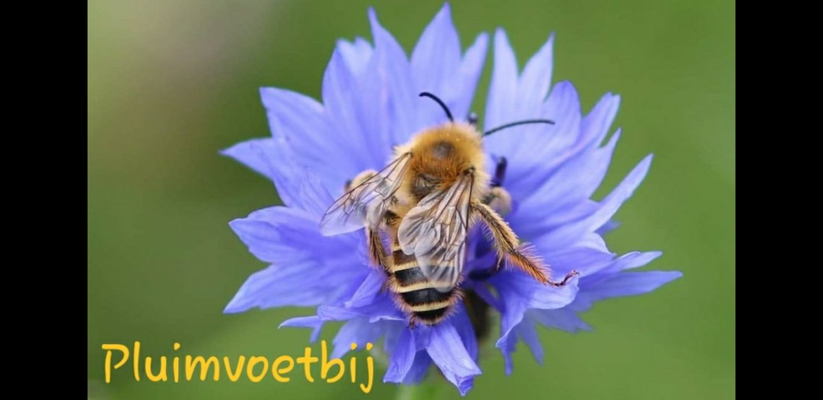 PlacetoBeeLTO's tweet photo. #aprildebijen 24 #pluimvoetbij
Paar mooie waarnemingen 🐝🐝 op en rond het #boerenerf van onze ambassadeur in Appelscha 😍
#insectenopdeboerderij https://t.co/EPMswvt5fu