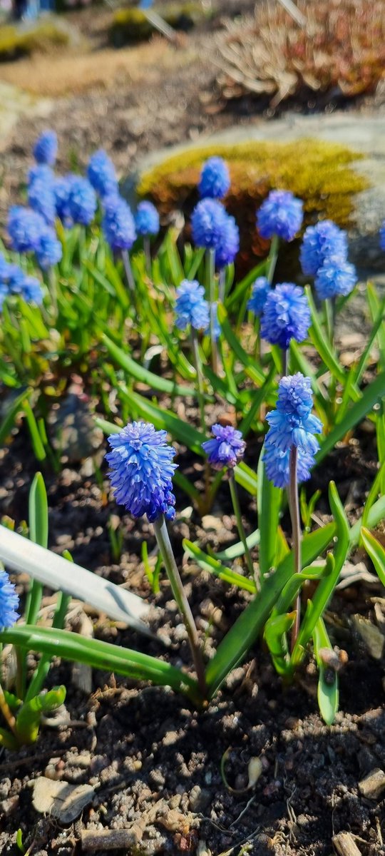 akerstromalva's tweet photo. Blommor i Botaniska Trädgården. https://t.co/Hjd4ZijaNw