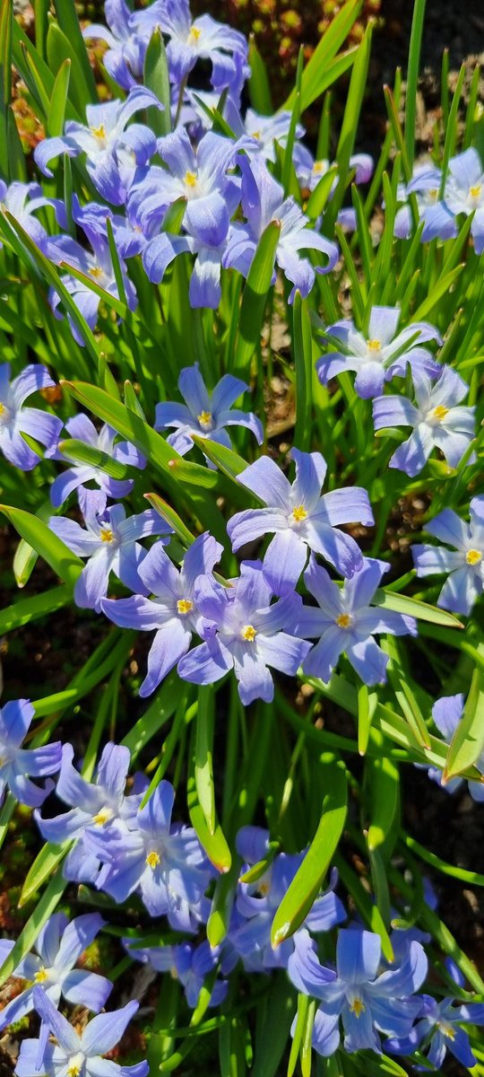 akerstromalva's tweet photo. Blommor i Botaniska Trädgården. https://t.co/Hjd4ZijaNw