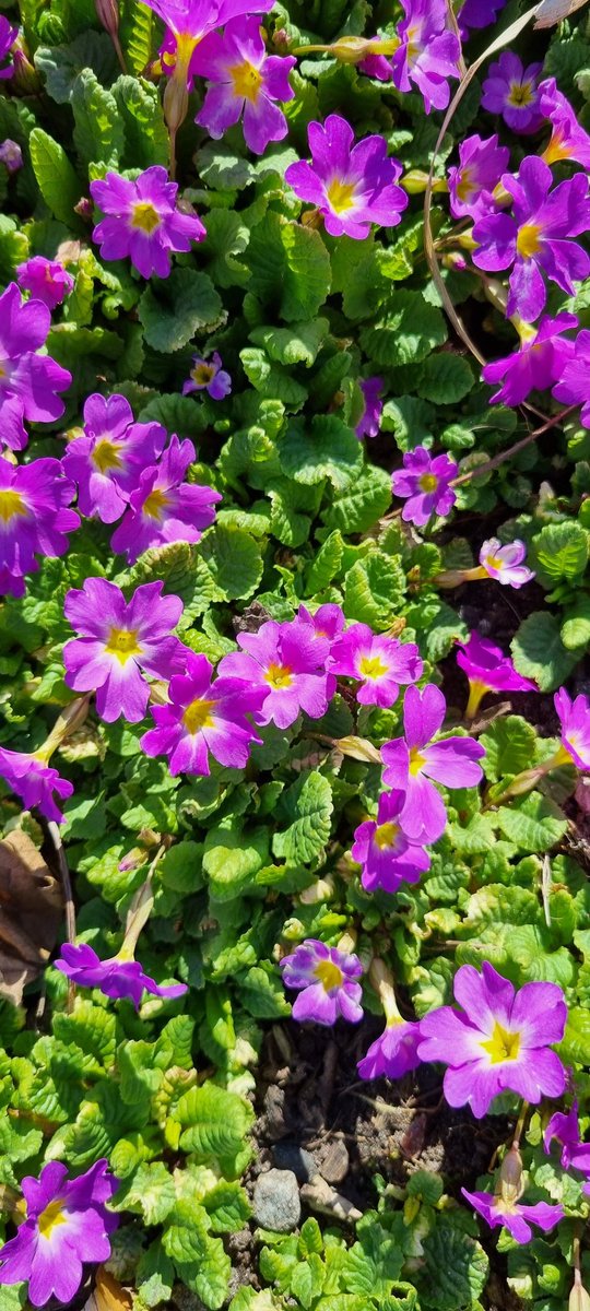 akerstromalva's tweet photo. Blommor i Botaniska Trädgården. https://t.co/Hjd4ZijaNw