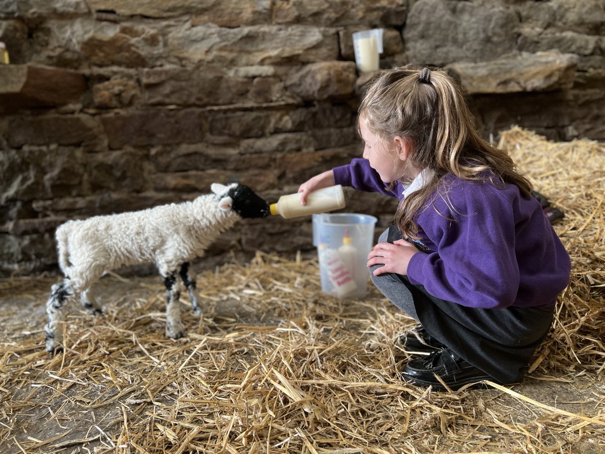 Breakfast time 🍼
#yorkshire #shepherdess #milk #petlamb #bottlefeed