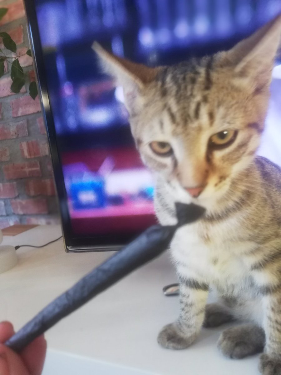 StonedCitizen's tweet photo. Quality control #blackjoint #wolfcat #CannabisCommunity #letsgethigh #catsofcapetown #CatsOfTwitter https://t.co/Gx5ClSfkLR