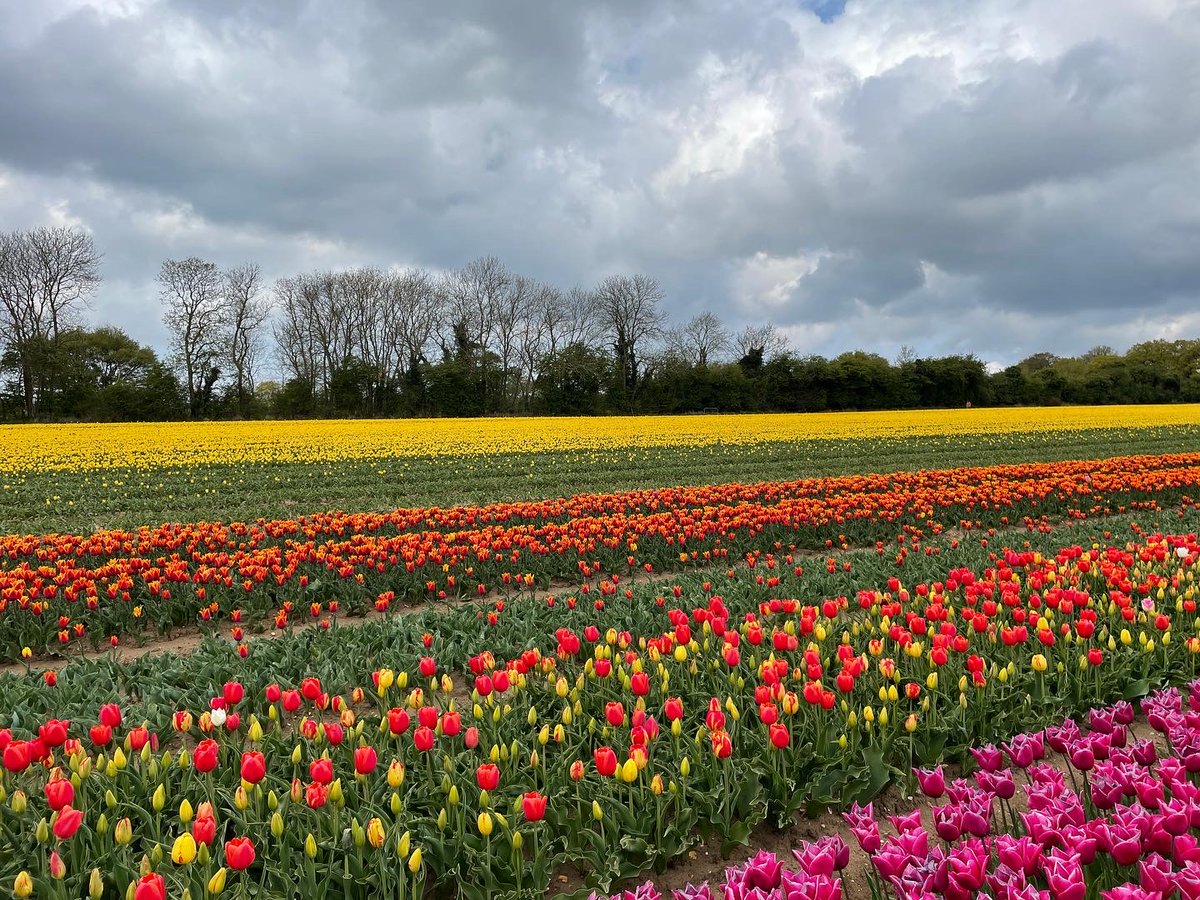 Norfolk, you are a gem. It was truly wonderful to visit the tulip fields raising essential funds for @Norfolk_Hospice #tulipsfortapping #norfolk #tulips #norfolktulips #flowers @hmunitedkingdom @IrisBApfel