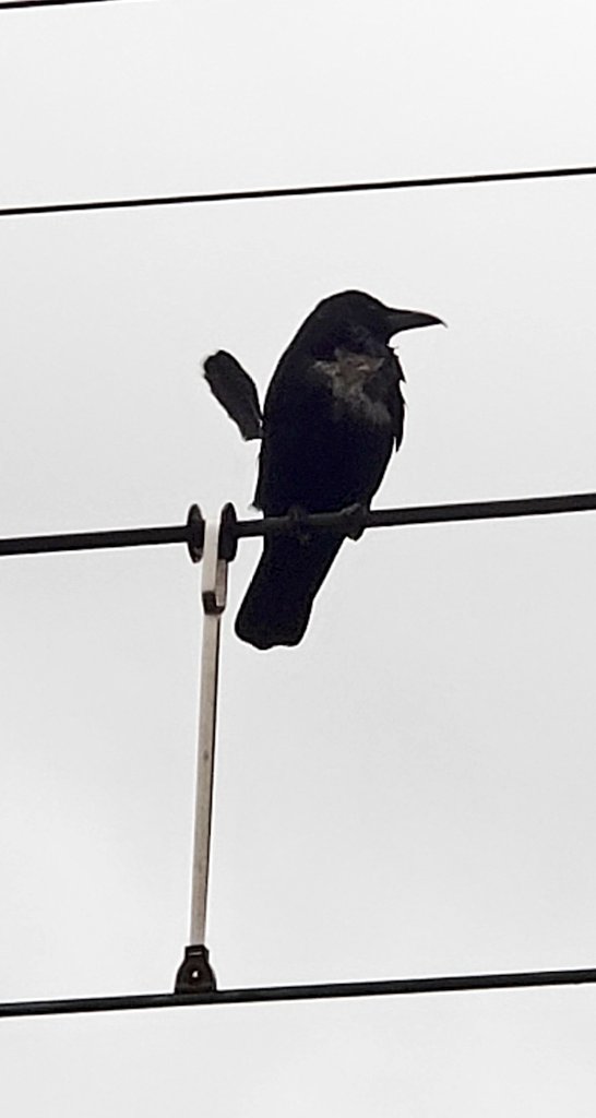 カラスのtwitterイラスト検索結果