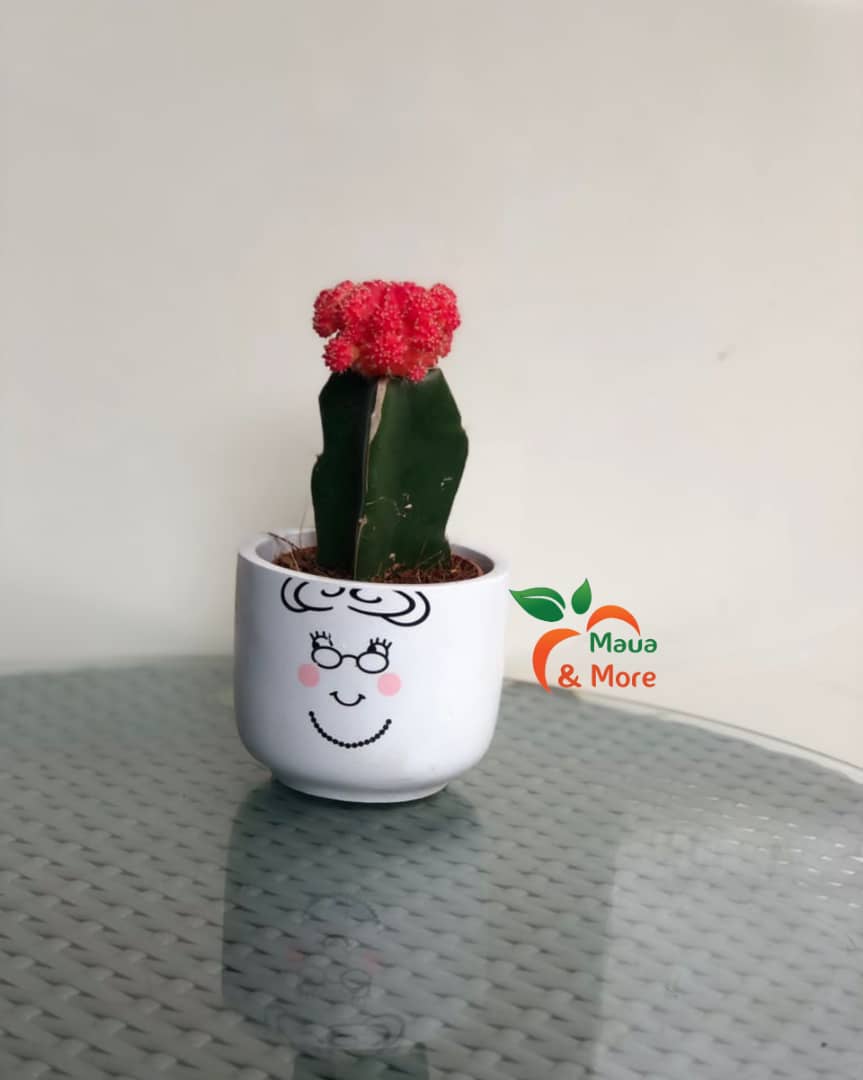 MauaAndMore's tweet photo. The plants have a lifespan of 3-5years if well taken care of
Watering
They do not need regular watering. Before watering, check the soil. It should dry out between watering to avoid the root system rotting.
#MoonCactus
#IndoorPlants
#MauaAndMore https://t.co/HPSRf286i2