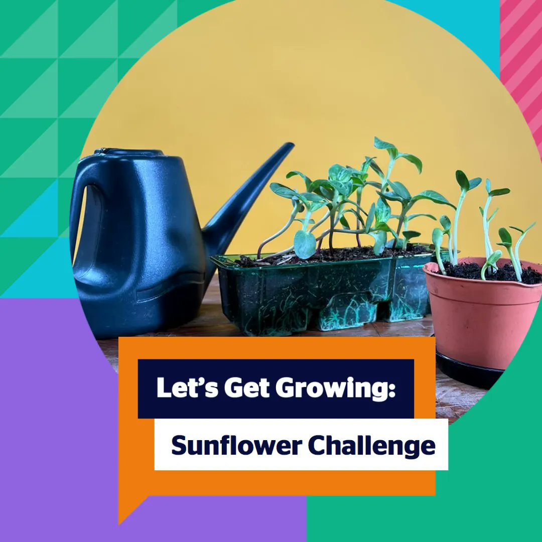 Thanks again to all 50,000 of you who have joined Together TV's Sunflower Challenge 🌻 Let's get growing! You'll need: ✅ Pot ✅ Compost ✅ Seeds ✅ Water Are you ready?! #SunflowerChallenge