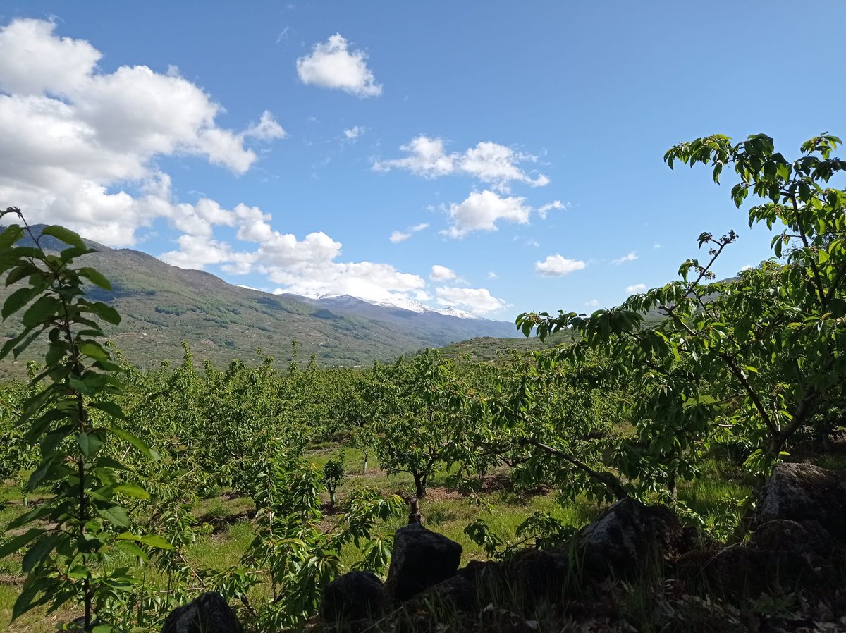 Cielos azules, paredes de piedra y las cumbres nevadas, en este inigualable paisaje van madurando nuestras cerezas.🍒Esperamos ya empezar a recolectarlas en las próximas semanas.
¡Vamos contando los días para saborear las deliciosas cerezas del Jerte! ¿Tú también tienes ganas ?