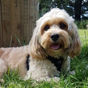 SurbitonHigh's tweet photo. We are very excited about the arrival of our very own School Assistance Dog, Kona! 🐾

Find out more about Kona and her role within the School: https://t.co/MKmeYDiKST https://t.co/QufmDyvbZ6
