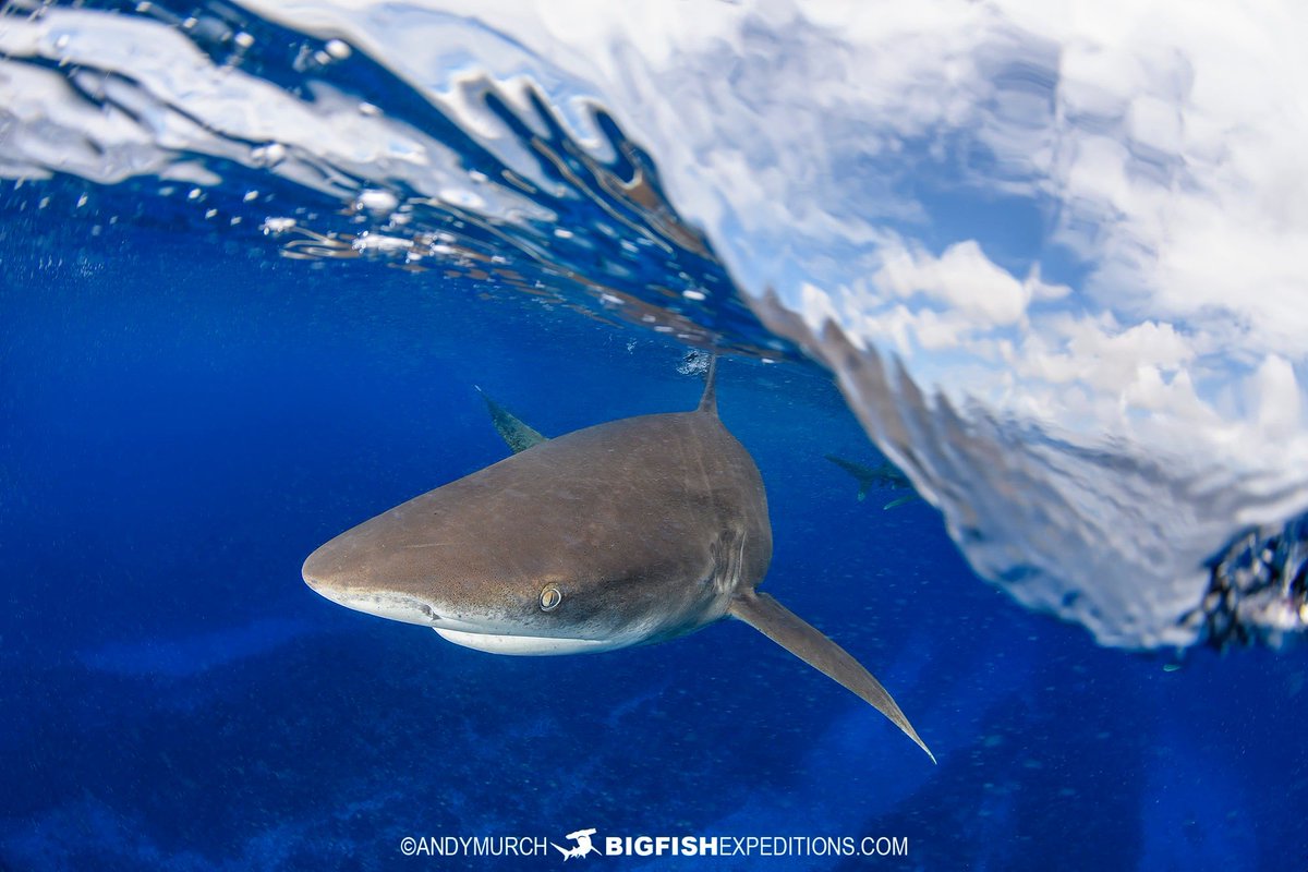 Cat_Sharks's tweet photo. ¿Sabías que gracias a sus proporcionalmente largas aletas pectorales, esta especie puede planear para ahorrar energía? ✈😯

¡Y esta especie se trata nada menos que del tiburón oceánico de puntas blancas (𝘊𝘢𝘳𝘤𝘩𝘢𝘳𝘩𝘪𝘯𝘶𝘴 𝘭𝘰𝘯𝘨𝘪𝘮𝘢𝘯𝘶𝘴)! 🦈

📸: Andy Murch
#Ciencia https://t.co/xhty2E2eql