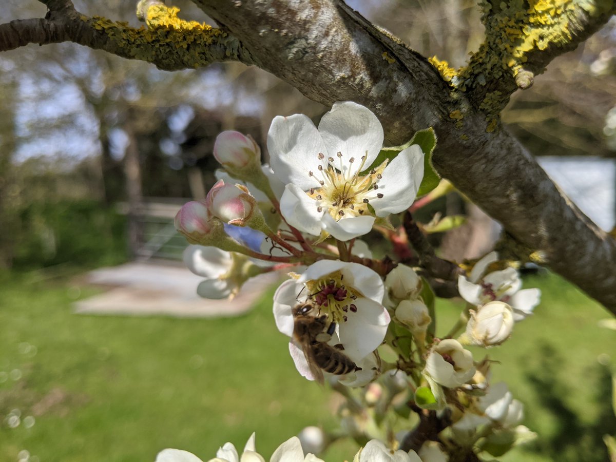 Orchards can support a vast array of wildlife and you are likely to find many happy pollinators buzzing around tree blossom this spring. 🌸🌳🐝

Find your local open orchard at orchardnetwork.org.uk.

#OrchardBlossomDay #OrchardsEverywhere #BlossomWatch