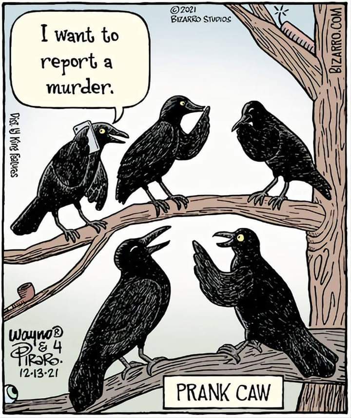 arienmaia's tweet image. #CorvidLove #Crow #corvidsoftwitter