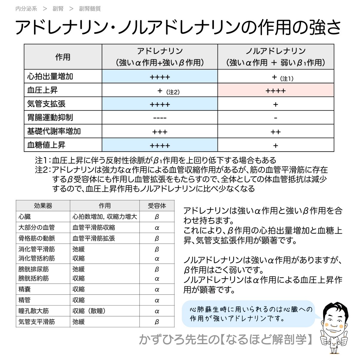 アドレナリン・ノルアドレナリンの作用の強さ】 ・アドレナリン（強いα