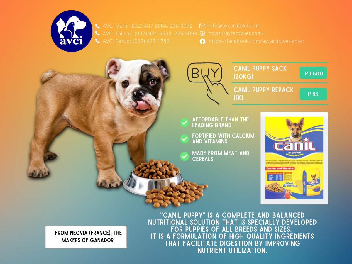 avcivet's tweet photo. Want CANIL PUPPY delivered at your doorstep? Click here: https://t.co/L3yp6Tc0FB https://t.co/zUf8z2CYyU