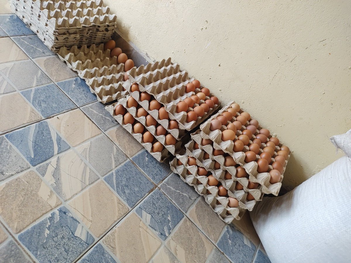 papangwasuma1's tweet image. My name is Ngwasuma,  i sell eggs, location Harare waterfalls Zimbabwe, as of now i can produce 10 crates per day, target 26 crates by mid May, help me look for market hama dzangu, please please , i am a very small account but i know you can see me., Thanks