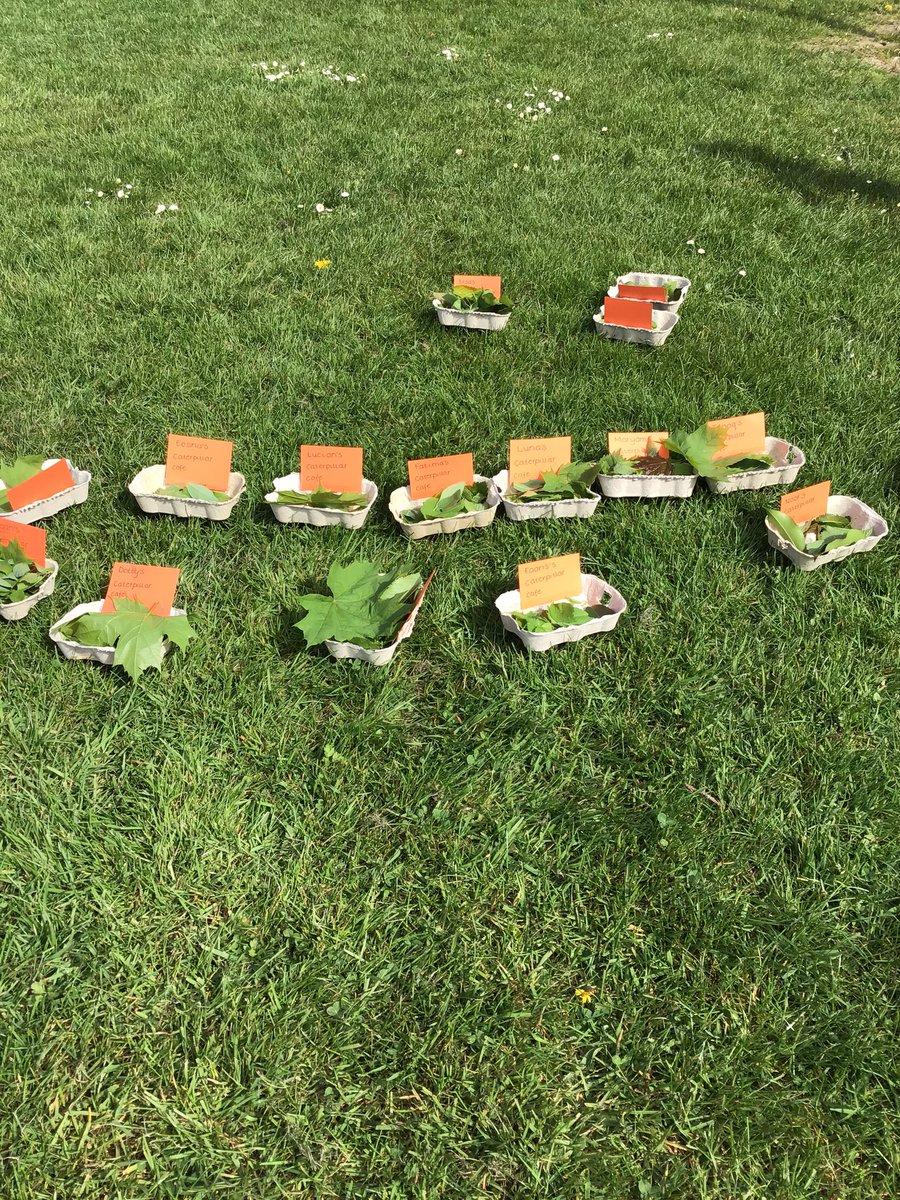 We know what caterpillars need to grow big and strong: leaves! Nursery are creating their own caterpillar cafes to welcome any caterpillars into their gardens at home #minibeast #caterpillar #eyfs #WeAreBrightFutures #outdoorlearning
