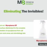 our surface disinfectant for the complete elimination of mycoplasmas from cell culture work areas and microbiology labs. #bacteria #mycoplasma #minerva #biotech #microbiology #lab #science #contamination https://t.co/PMY3Lzo70B . . . 