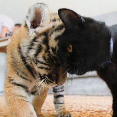 .
               악어란
                                           존재란
                    고요한
                                                훙냥냥