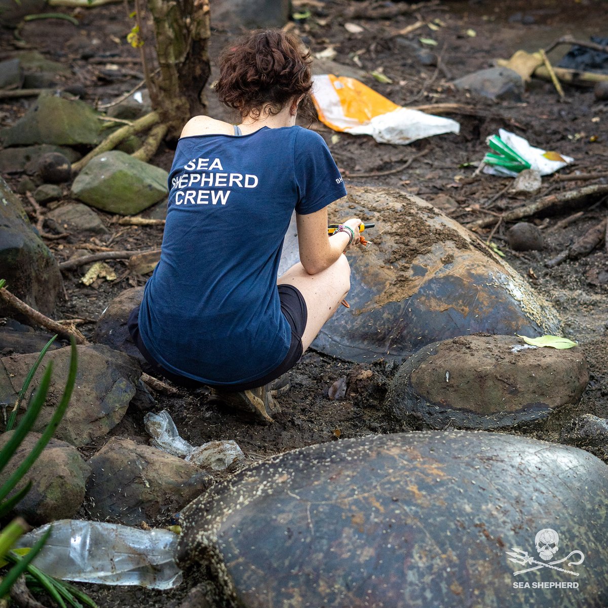 SeaShepherdFran's tweet photo. Les coups de machette pleuvent sur les tortues à Mayotte. La nuit dernière, nos équipes en patrouille sur la plage de Charifou 2 ont encore découvert les cadavres frais de deux tortues marines. 

@lesoutremer @MayotteHebdo @mayottela1ere https://t.co/Gey9k3r5e7
