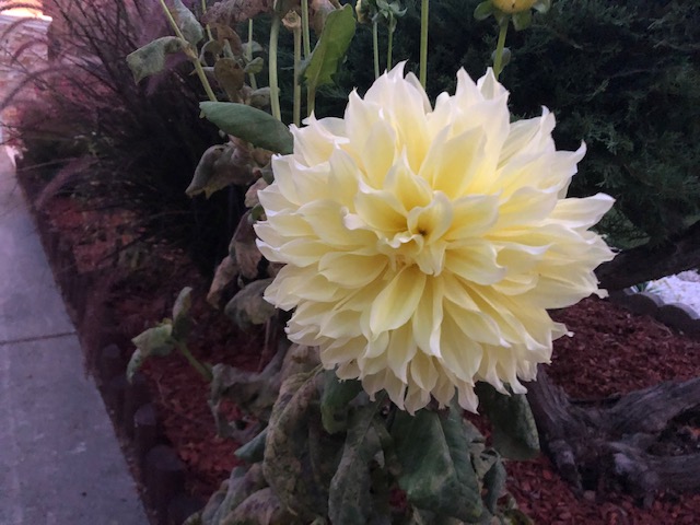 <a href="/KaceyKells/">Kacey Kells</a> <a href="/CaroLicar2/">𝑪𝓪𝓻☼𝓵𝓲𝓷e *¨*• 🇺🇸 🇨🇦💙 </a> <a href="/KathelijneVL/">♔Kathleen Van Lierop</a> <a href="/L_J_Kane_Author/">L.J. Kane Author</a> @LilyDGioAuthor <a href="/lindsayromantic/">Lindsay Townsend</a> <a href="/bionicanadian/">Kimberly</a> <a href="/kady54033/">K.D. McNiven</a> <a href="/aloha_alaska/">Alaska Aloha #🐝Kind</a> <a href="/SusanneKnight/">Susanne Knight</a> <a href="/Dragonlady152/">Kyla.</a> <a href="/athenamkaiman/">Athena M Kaiman</a> <a href="/AshcombKa/">K.A. Ashcomb</a> <a href="/Dwarven_King_SH/">Dwarven_King</a> <a href="/KathleenJae2/">Kathleen Jae</a> <a href="/FlushingJon/">Jon Flushing</a> @JaneCornwell10 Thank you, lovely Kacey! 💜💚🌼