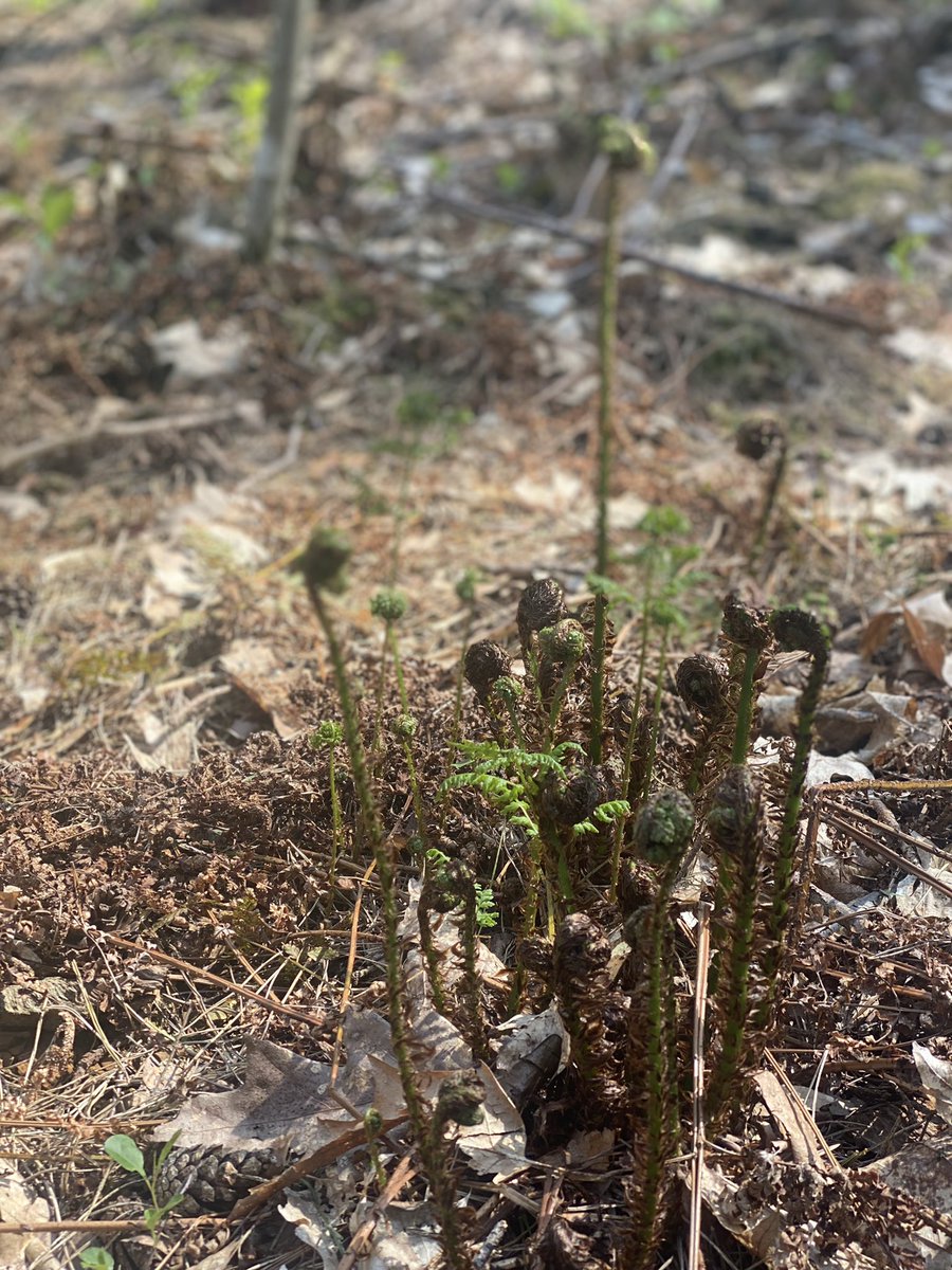 Nog even en ze ontvouwen weer. Zo maar, in het bos. Varens.