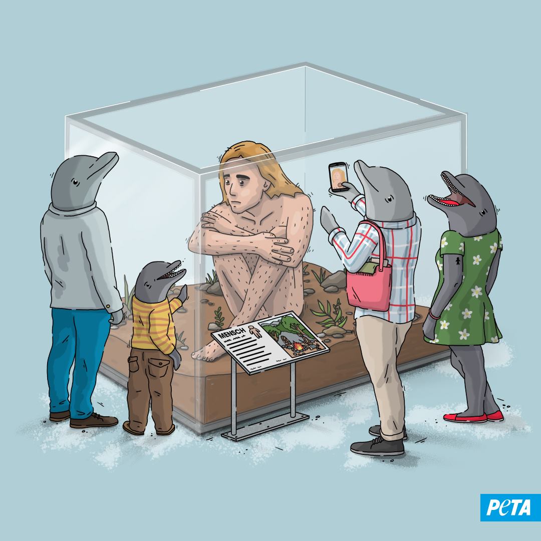 PETA_France's tweet photo. Alors que les parcs zoologiques et autres parcs marins s'apprêtent à lancer leur saison estivale, n'oublions pas le mal-être et la souffrance de ces animaux, enfermés loin de leur milieu naturel, souvent loin des leurs, et choisissons de ne pas y contribuer. https://t.co/J1rIq5uI21