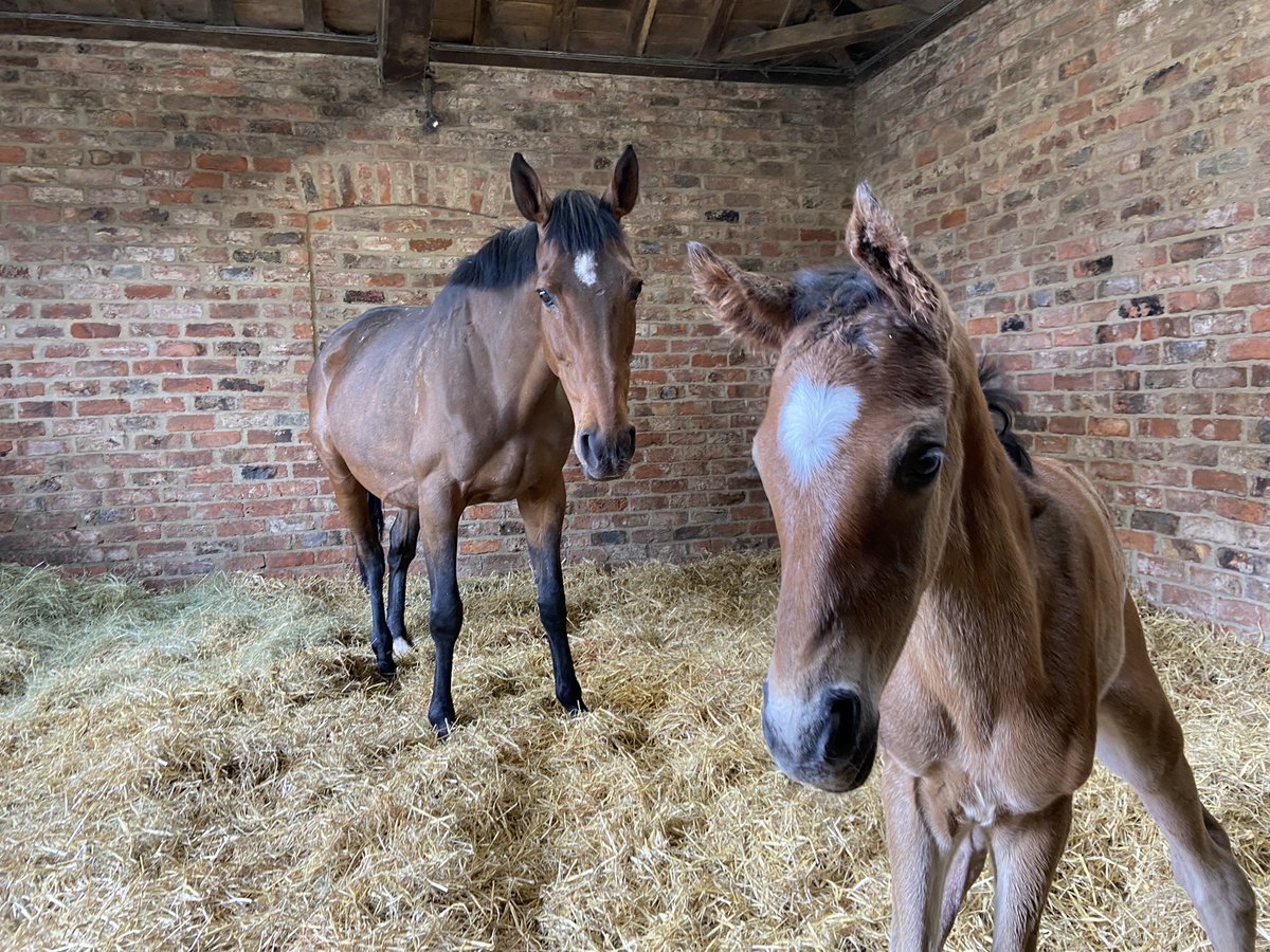 “Blue Buttons delivered this “Jack Hobbs” colt at a very easy 12 o’clock this afternoon. A very cheeky chap indeed! @rpbloodstock @OverburySires #RPFoalGallery #foalwatch