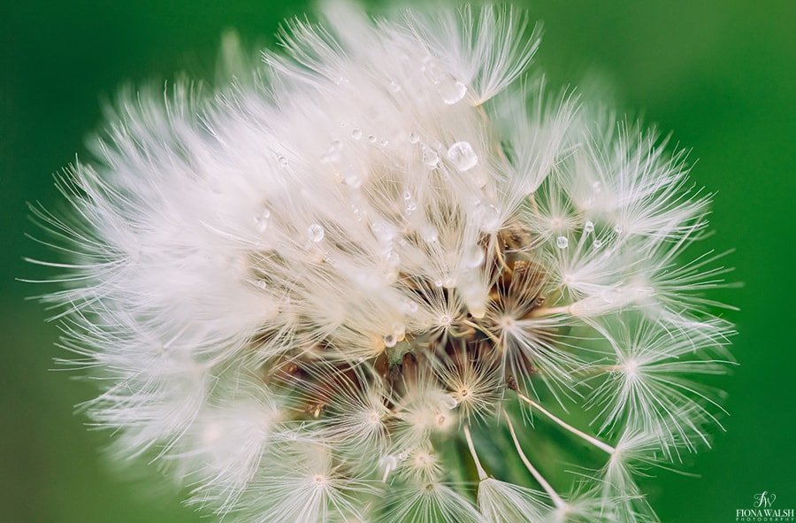 Just dropping this soft dandelion off to you to gaze at. I think they're fascinating at macro level. 

------
🐝🌿 Professional Garden Photographer (south west)
🕹 fionawalshlandscapes.com

@gdnmediaguild <a href="/MacroHour/">#MacroHour 🌿</a> #GardensHour 
#gardening  #horticulture
 #gardenphotographer