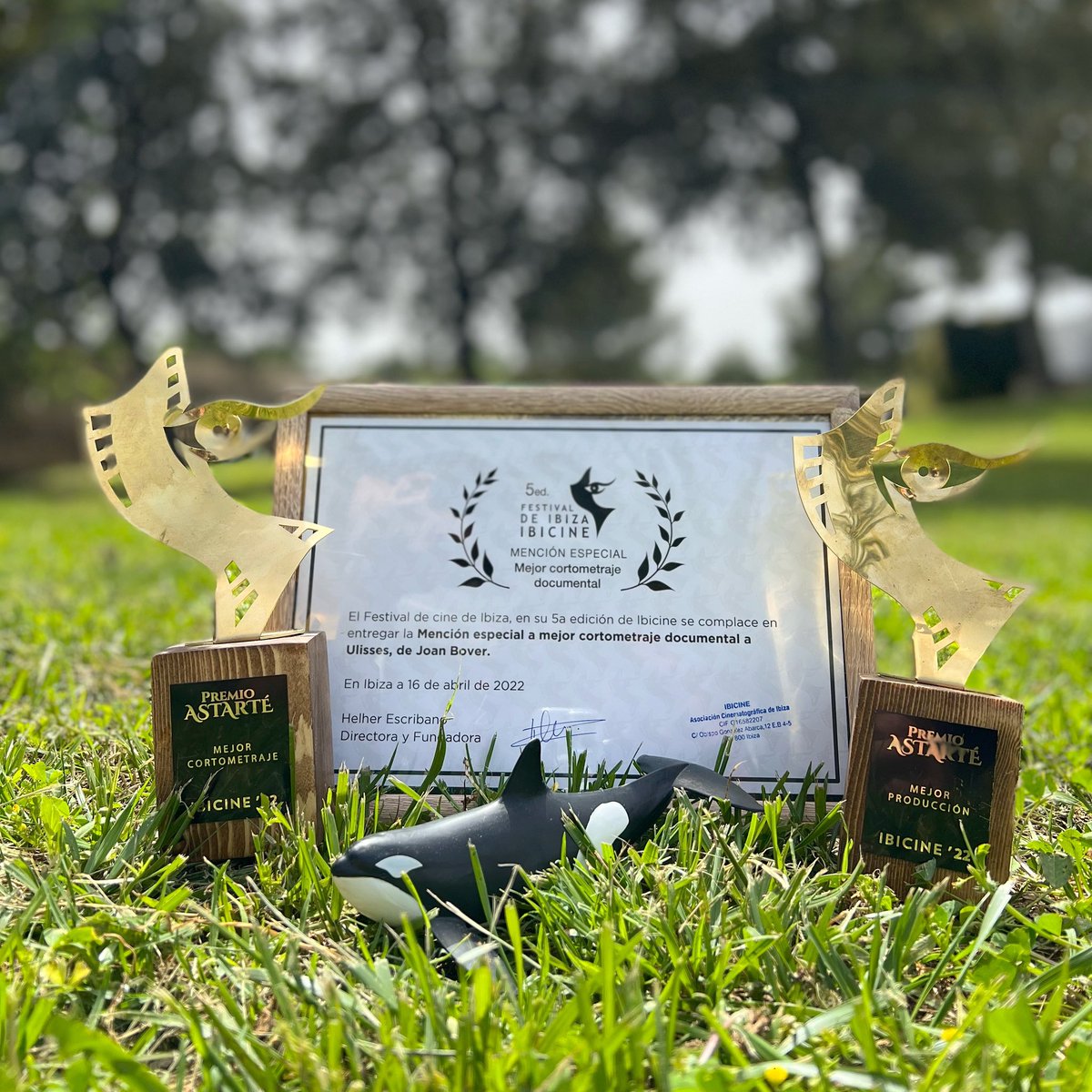 🌴<a href="/UlissesDoc/">ULISSES 🐋</a> torna amb 3 guardons del <a href="/festivaldeibiza/">IBICINE • Festival de Ibiza 🎬</a> 

🏆Premi a Millor Curtmetratge 

🏆Premi a Millor Producció 

🏆Menció especial a Millor Curtmetratge Documental 

Gracias jurado por valorar nuestro trabajo y organización por hacer posible un festival tan maravilloso 💙